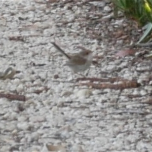 Malurus cyaneus (Superb Fairywren) at Freshwater Creek, VIC by WendyEM