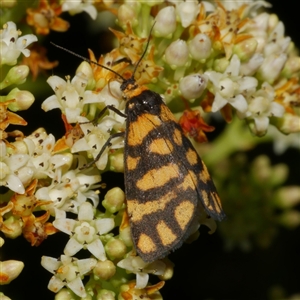 Asura lydia (Lydia Lichen Moth) at Freshwater Creek, VIC by WendyEM