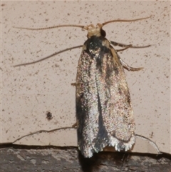 Hoplostega ochroma (a Eulechria Group moth) at Freshwater Creek, VIC - 18 Nov 2024 by WendyEM