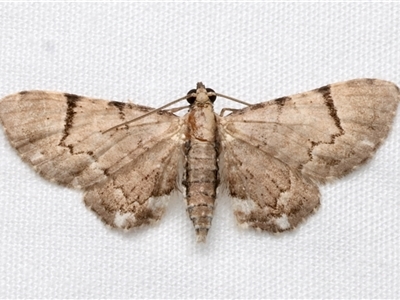 Chloroclystis gonias (A Geometer moth (Larentiinae)) at Bulli, NSW - 20 Nov 2024 by jb2602