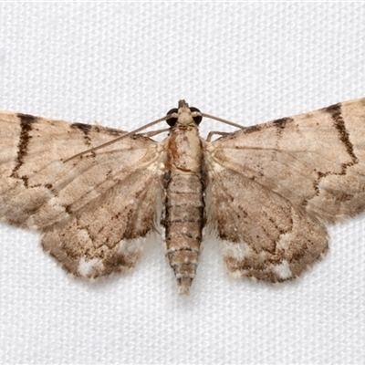 Chloroclystis gonias (A Geometer moth (Larentiinae)) at Bulli, NSW - 20 Nov 2024 by jb2602