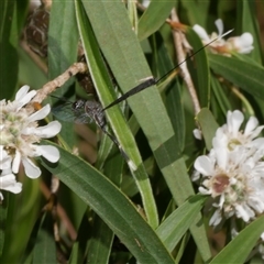 Gasteruption sp. (genus) at Freshwater Creek, VIC - 17 Nov 2024 by WendyEM