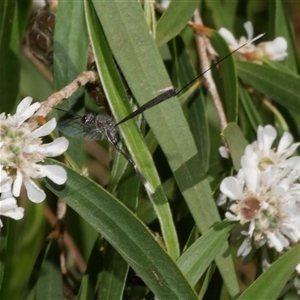 Gasteruption sp. (genus) (Gasteruptiid wasp) at Freshwater Creek, VIC by WendyEM