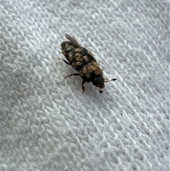 Unverified Insect at Aranda, ACT - 23 Nov 2024 by Jubeyjubes