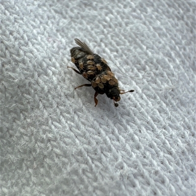Unverified Insect at Aranda, ACT - 23 Nov 2024 by Jubeyjubes