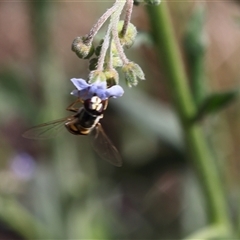 Unidentified Hover fly (Syrphidae) at Lyons, ACT - 22 Nov 2024 by ran452