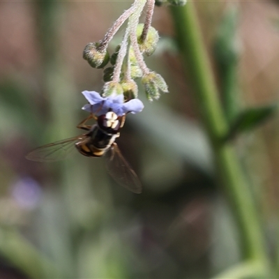 Unidentified Hover fly (Syrphidae) at Lyons, ACT - 22 Nov 2024 by ran452