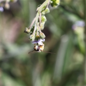 Syrphini sp. (tribe) at Lyons, ACT - 23 Nov 2024