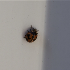 Coccinella transversalis (Transverse Ladybird) at Lyons, ACT - 22 Nov 2024 by ran452