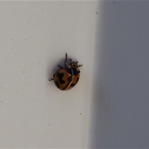 Coccinella transversalis at Lyons, ACT - 23 Nov 2024 10:07 AM