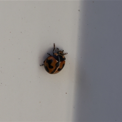 Coccinella transversalis (Transverse Ladybird) at Lyons, ACT - 23 Nov 2024 by ran452