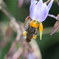 Lipotriches (Austronomia) phanerura (Halictid Bee) at Lyons, ACT - 23 Nov 2024 by ran452