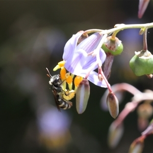 Lipotriches (Austronomia) phanerura (Halictid Bee) at Lyons, ACT by ran452