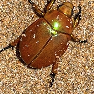 Anoplognathus sp. (genus) (Unidentified Christmas beetle) at South Durras, NSW by Melmo