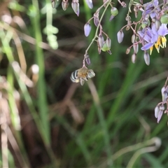 Amegilla sp. (genus) (Blue Banded Bee) at Lyons, ACT - 23 Nov 2024 by ran452