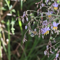 Amegilla sp. (genus) at Lyons, ACT - 23 Nov 2024