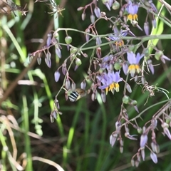 Amegilla sp. (genus) at Lyons, ACT - 23 Nov 2024