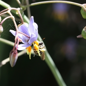 Lipotriches (Austronomia) phanerura (Halictid Bee) at Lyons, ACT by ran452