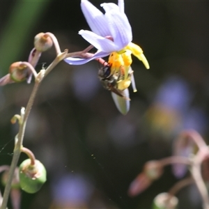 Lipotriches (Austronomia) phanerura at Lyons, ACT - 23 Nov 2024