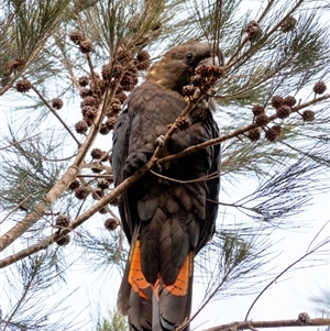 Calyptorhynchus lathami lathami at Wingello, NSW - 24 Apr 2024