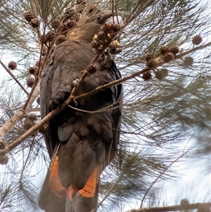 Calyptorhynchus lathami lathami at Wingello, NSW - suppressed