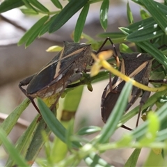 Unidentified Shield, Stink or Jewel Bug (Pentatomoidea) at Lyons, ACT - 22 Nov 2024 by ran452