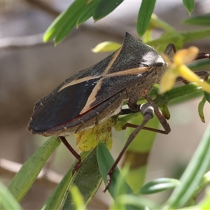 Mictis profana at Lyons, ACT - 23 Nov 2024