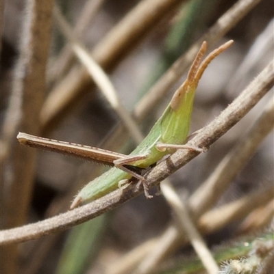 Unidentified Grasshopper, Cricket or Katydid (Orthoptera) at Murrumbateman, NSW - 23 Nov 2024 by amiessmacro