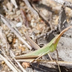 Acrida conica at Murrumbateman, NSW - 23 Nov 2024