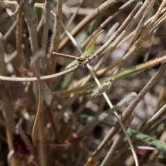 Acrida conica at Murrumbateman, NSW - 23 Nov 2024