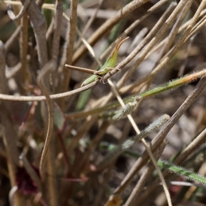 Acrida conica at Murrumbateman, NSW - 23 Nov 2024