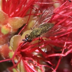 Geron sp. (genus) (Slender Bee Fly) at Higgins, ACT - 22 Nov 2024 by MichaelWenke