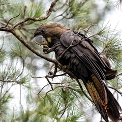 Calyptorhynchus lathami lathami (Glossy Black-Cockatoo) at Penrose, NSW - 8 Jan 2021 by Aussiegall