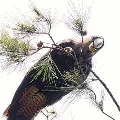 Calyptorhynchus lathami lathami at Penrose, NSW - 8 Jan 2021