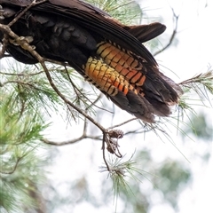 Calyptorhynchus lathami lathami at Penrose, NSW - 8 Jan 2021