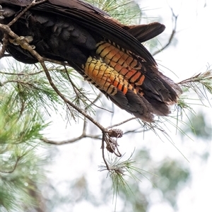 Calyptorhynchus lathami lathami at Penrose, NSW - suppressed