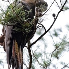 Calyptorhynchus lathami lathami at Penrose, NSW - suppressed