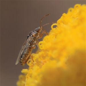 Lygaeidae (family) at Higgins, ACT - 20 Nov 2024