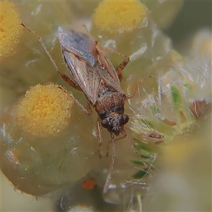 Lygaeidae (family) at Higgins, ACT - 20 Nov 2024