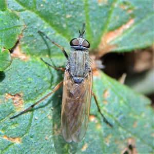 Anabarhynchus sp. (genus) (Stiletto Fly (Sub-family Therevinae)) at Higgins, ACT by MichaelWenke