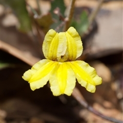 Goodenia ovata at Murrumbateman, NSW - 23 Nov 2024 by amiessmacro