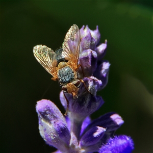 Chaetophthalmus sp. (genus) (A bristle fly) at Higgins, ACT by MichaelWenke