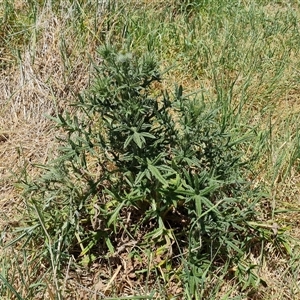 Cirsium vulgare at Hume, ACT - 23 Nov 2024