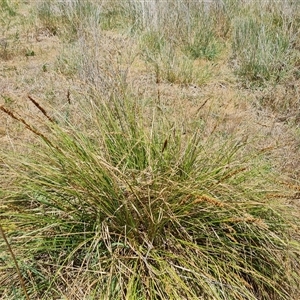 Carex appressa at Hume, ACT - 23 Nov 2024