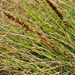 Carex appressa at Hume, ACT - 23 Nov 2024