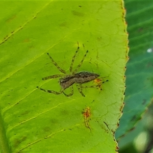 Helpis sp. (genus) at Hume, ACT - 23 Nov 2024