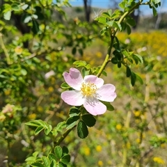 Rosa rubiginosa at Hume, ACT - 23 Nov 2024 by Mike