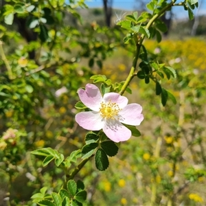 Rosa rubiginosa at Hume, ACT - 23 Nov 2024