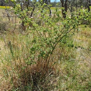 Rosa rubiginosa at Hume, ACT - 23 Nov 2024