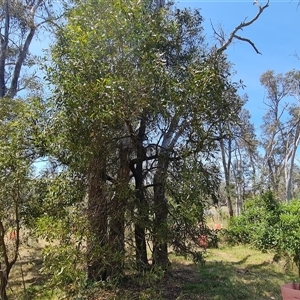 Acacia melanoxylon (Blackwood) at Hume, ACT by Mike